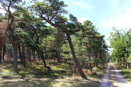 Tree wood tribe