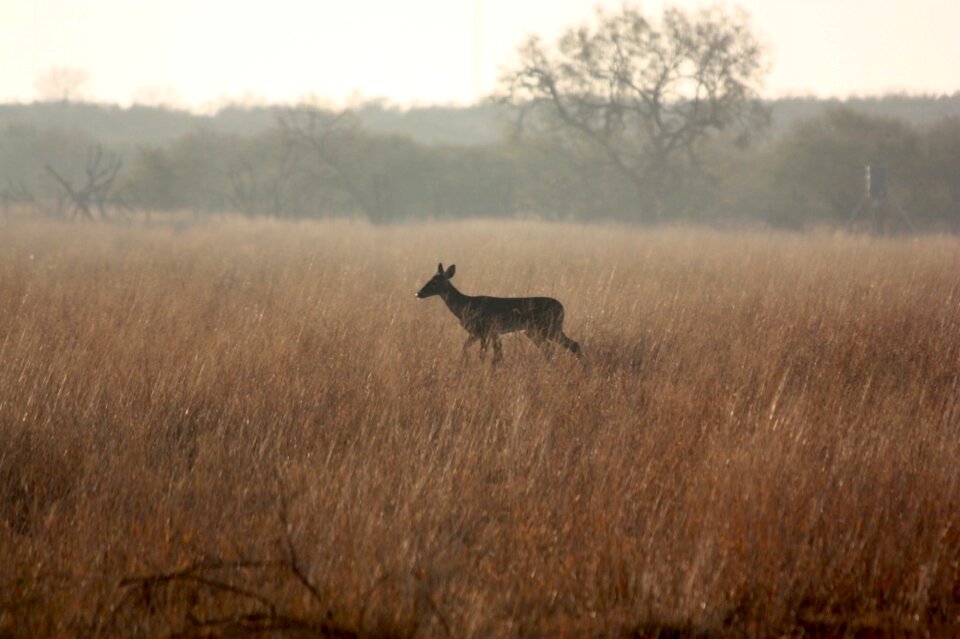 Golden nature fauna