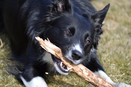 Stick play kind