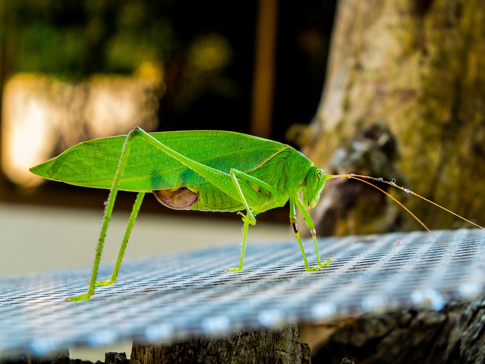 Insect close up green