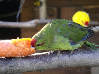 Green voillere breeding small parrot parakeet photo