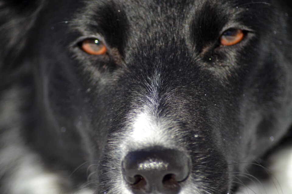 Dog border collie eyes photo