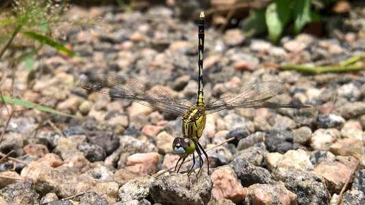 Forest insect