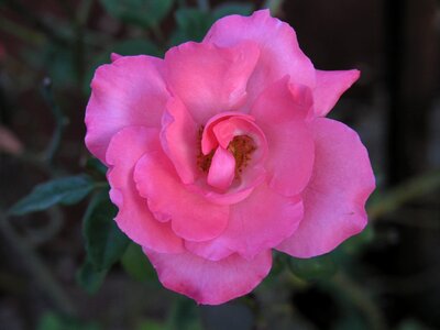 Rose pink photo