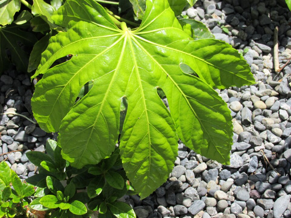 Leaf fatsia japonica
