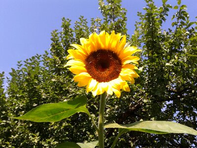 Sunflower flower nature