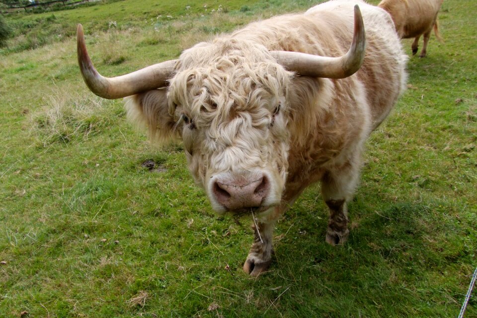 Organic beef horns pasture