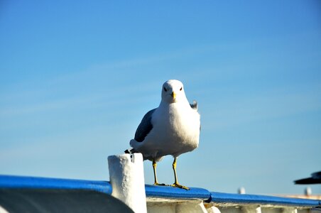 Sky bird standing