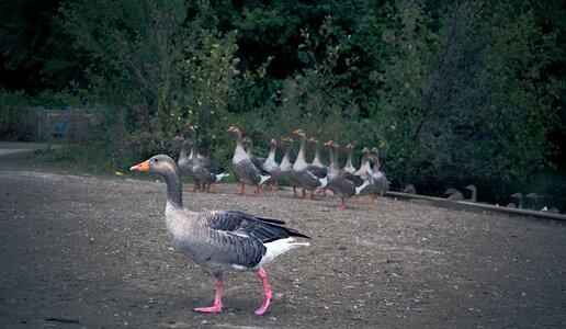 Wildlife bird nature