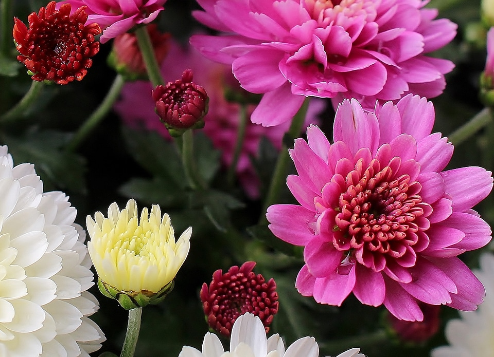 Inflorescences basket shaped autumn flowers