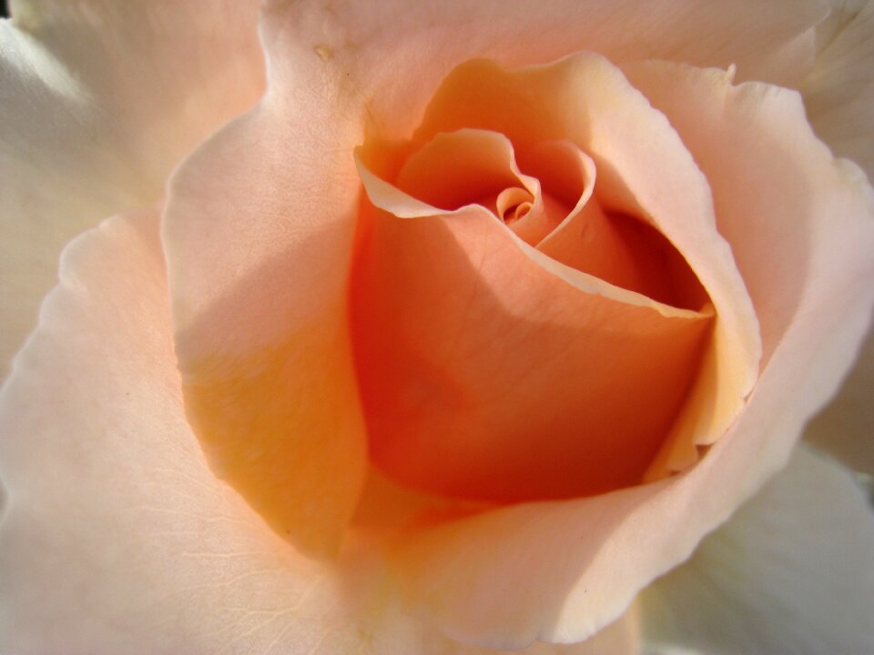 Petal romantic valentine