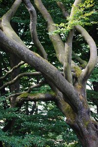 Tribe nature forest
