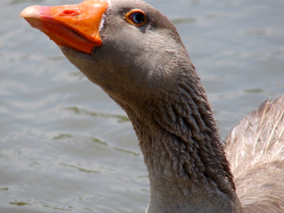 Orange beak water