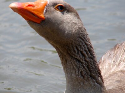 Orange beak water photo