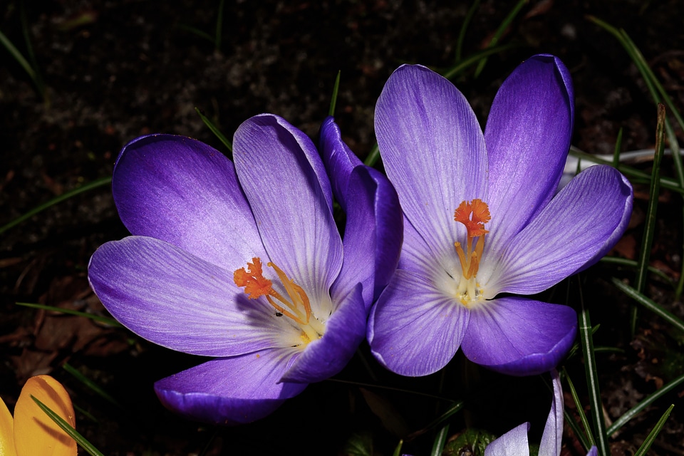 Bloom close up purple photo