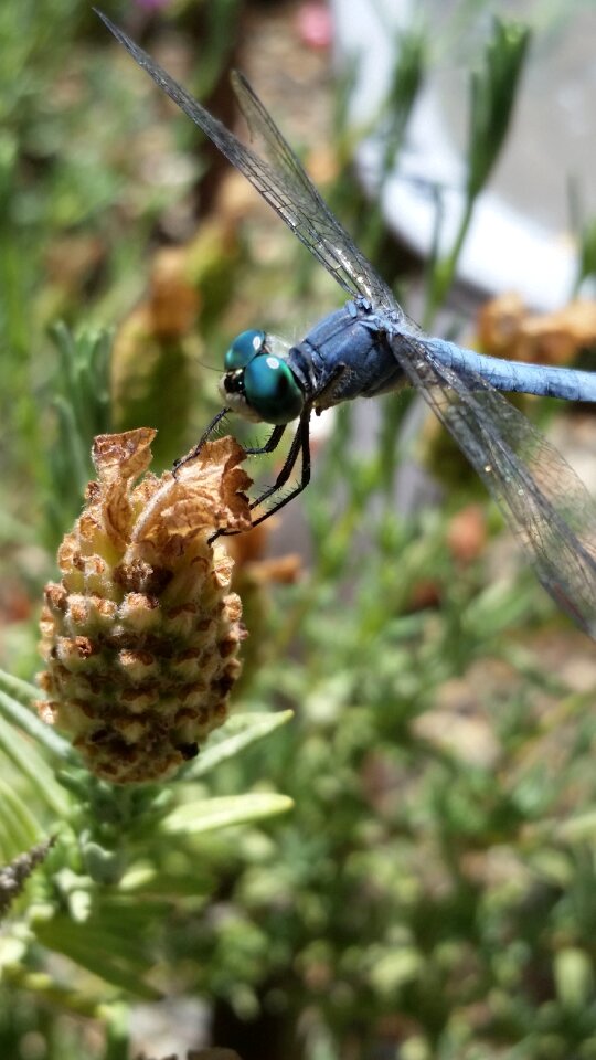 Insect nature plant