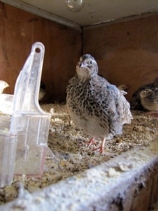 Bird cage bird feeder