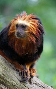 Zoo little monkey mammal
