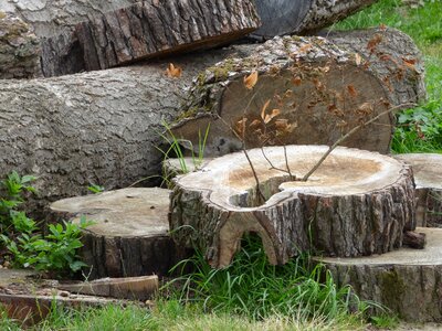 Tree cut the bark