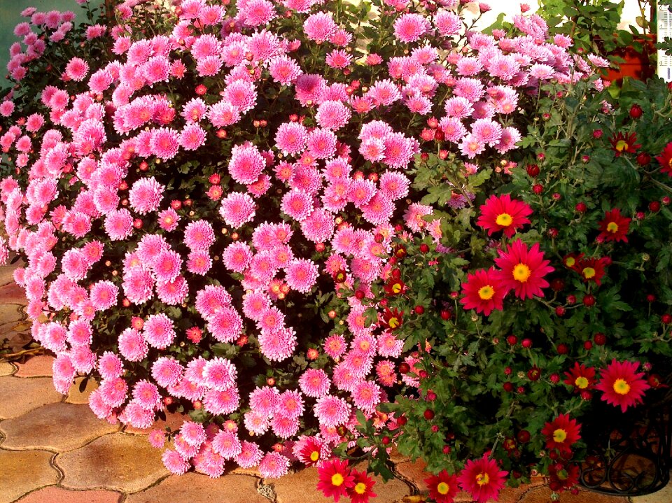 Summer flowers garden stone