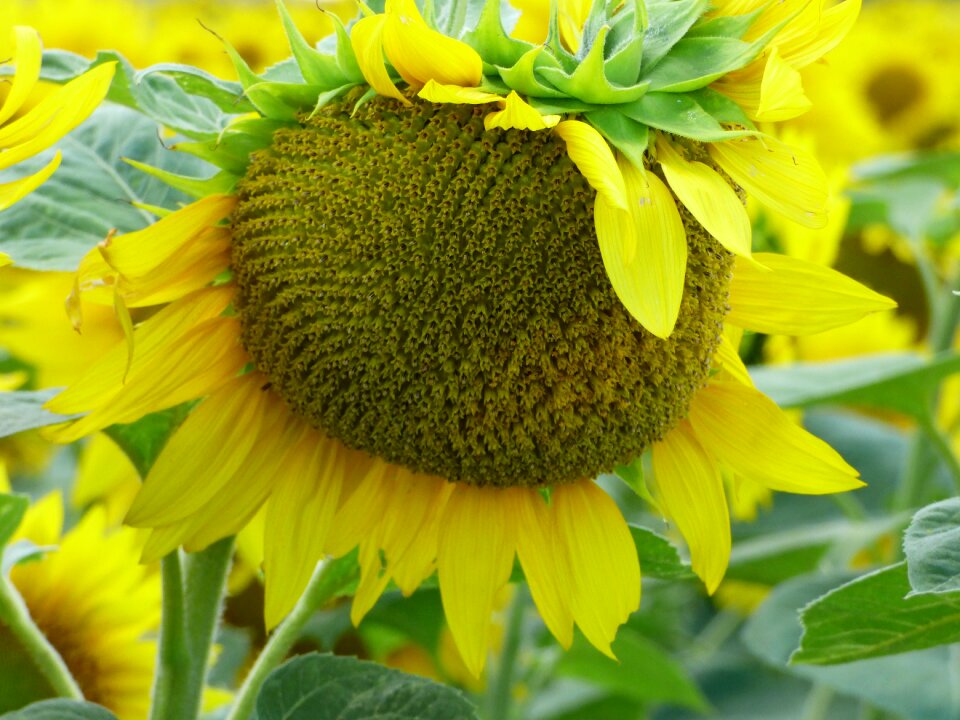 The sun plant nature