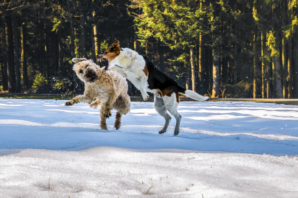 Snow wallpaper wallpaper dogs