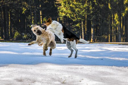 Snow wallpaper wallpaper dogs