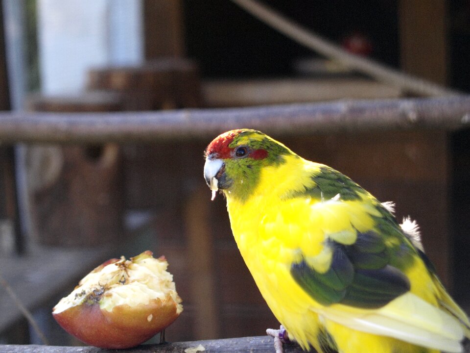 Voillere breeding small parrot parakeet photo