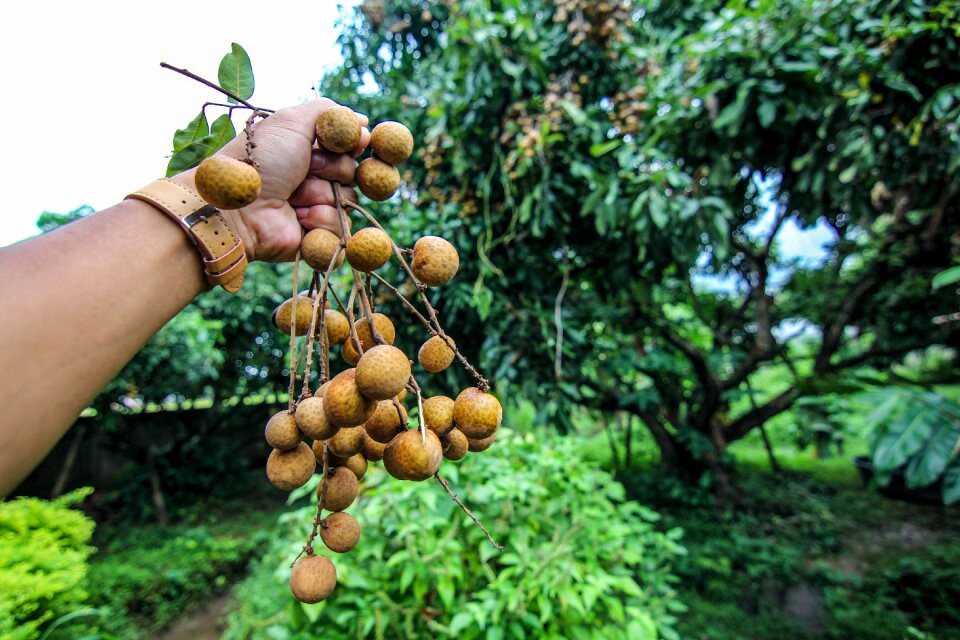 Fruit garden hands