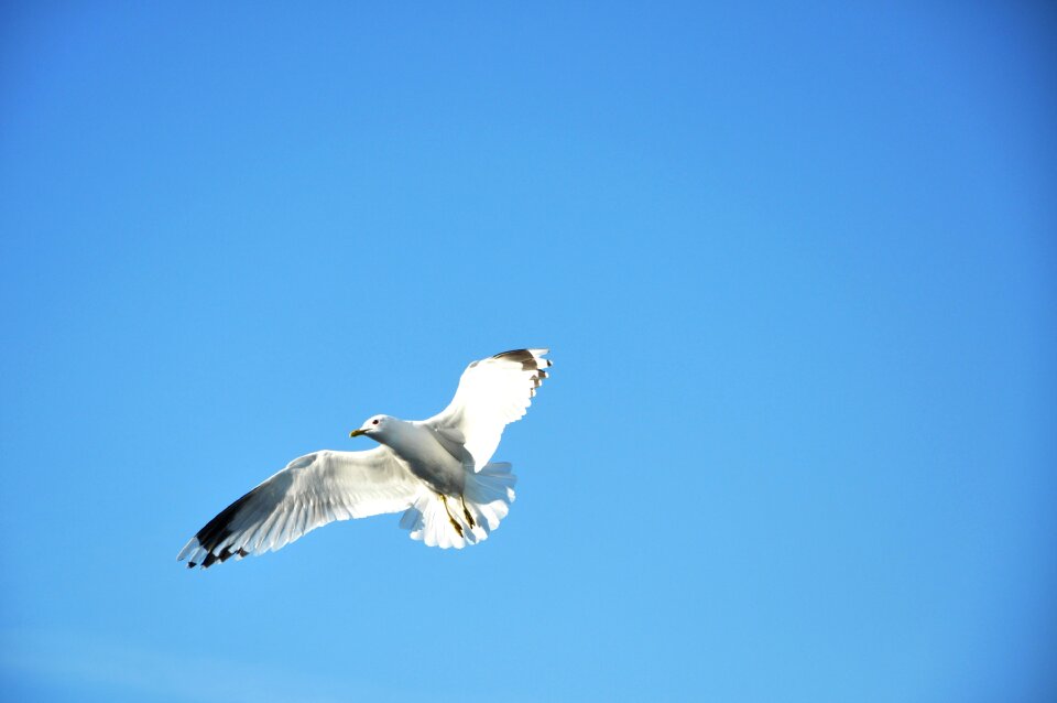 Flight day bird