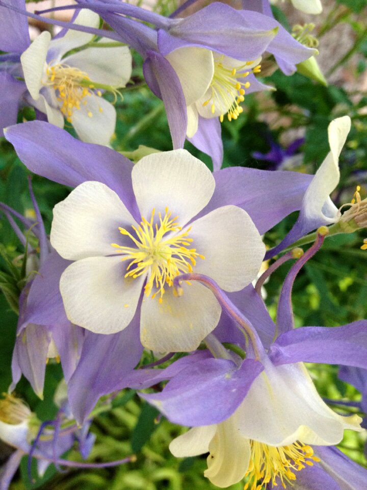 Purple flower perennial