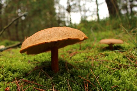 Forest ground brown