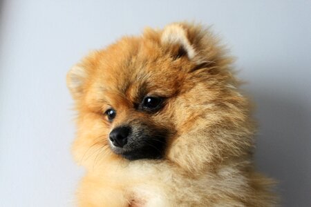 Dog animals sweet