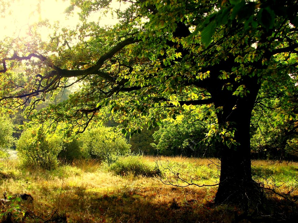Tribe oak leaves aesthetic