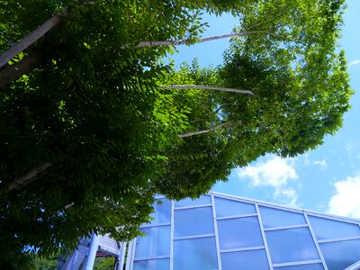 Building glass plateau