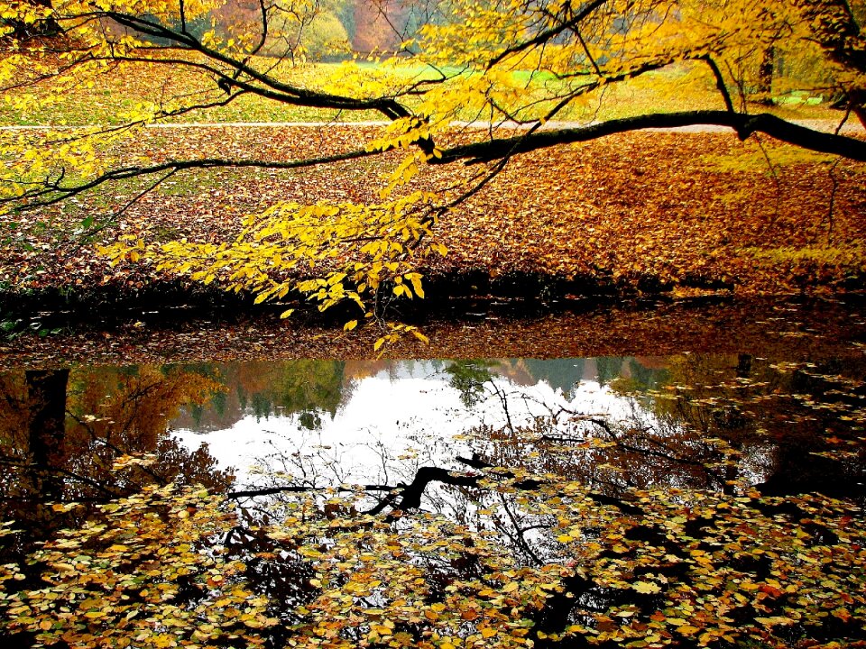 Mirroring trees branch