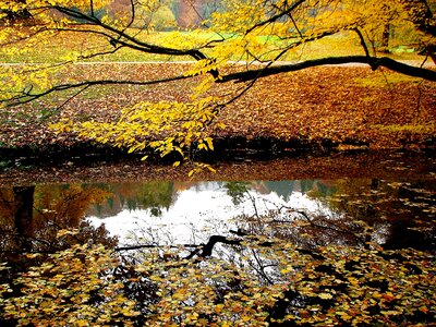 Mirroring trees branch