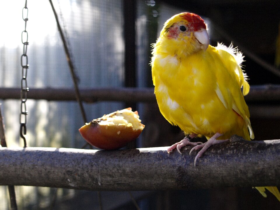 Voillere breeding small parrot parakeet
