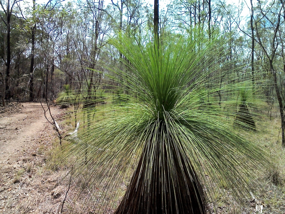 Landscape plant natural