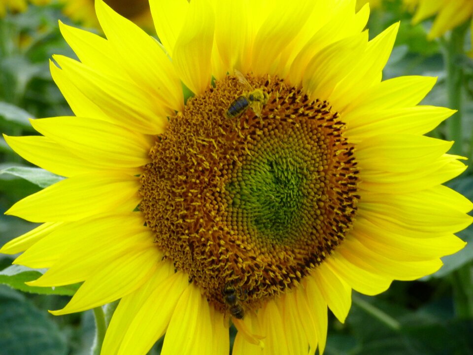 Insect pollination yellow