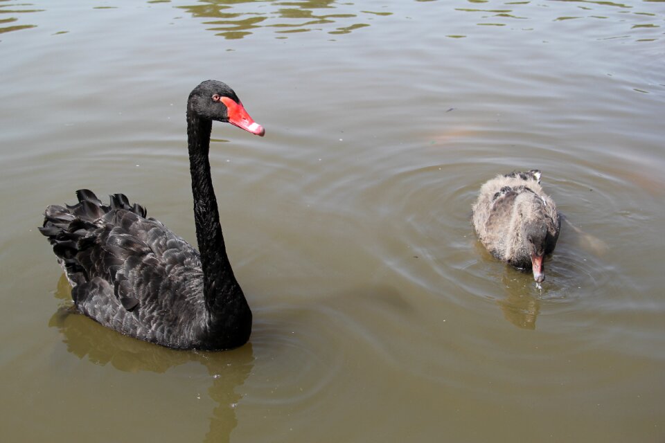 Black swan park leisure