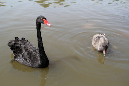 Black swan park leisure photo