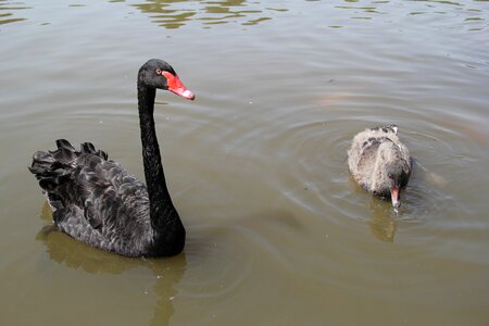 Black swan park leisure