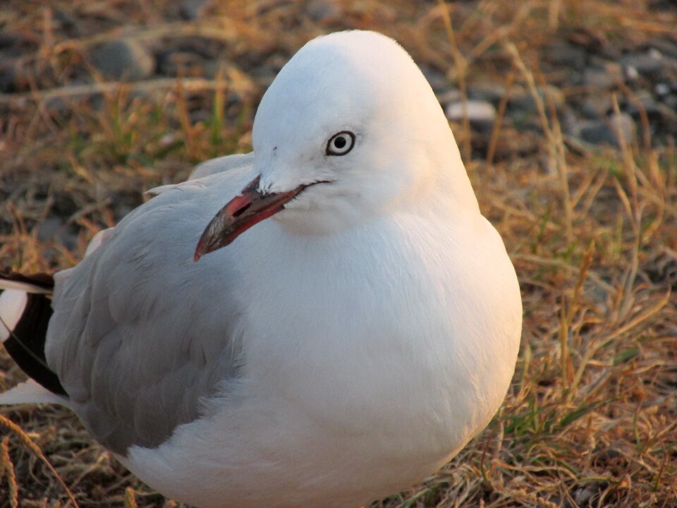 Birds wildlife