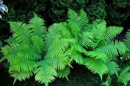 Green plant fern