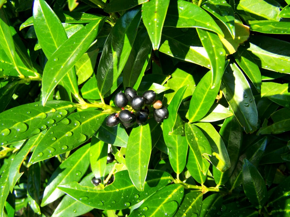 Cherry laurel berries black olives nature
