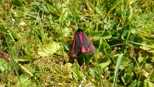 Insect nature black