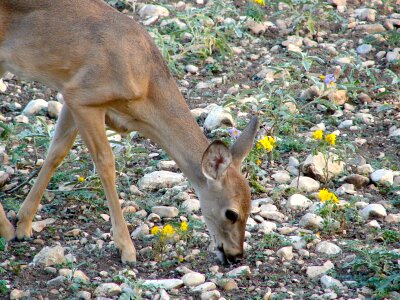 Wildlife white-tailed texas
