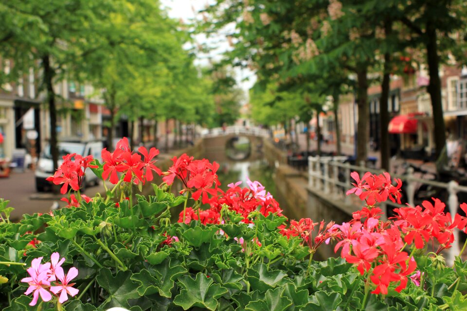 Province bridge geranium