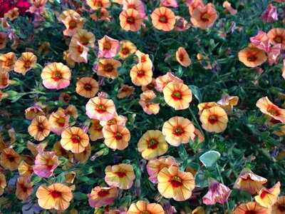 Petunia orange petals floral